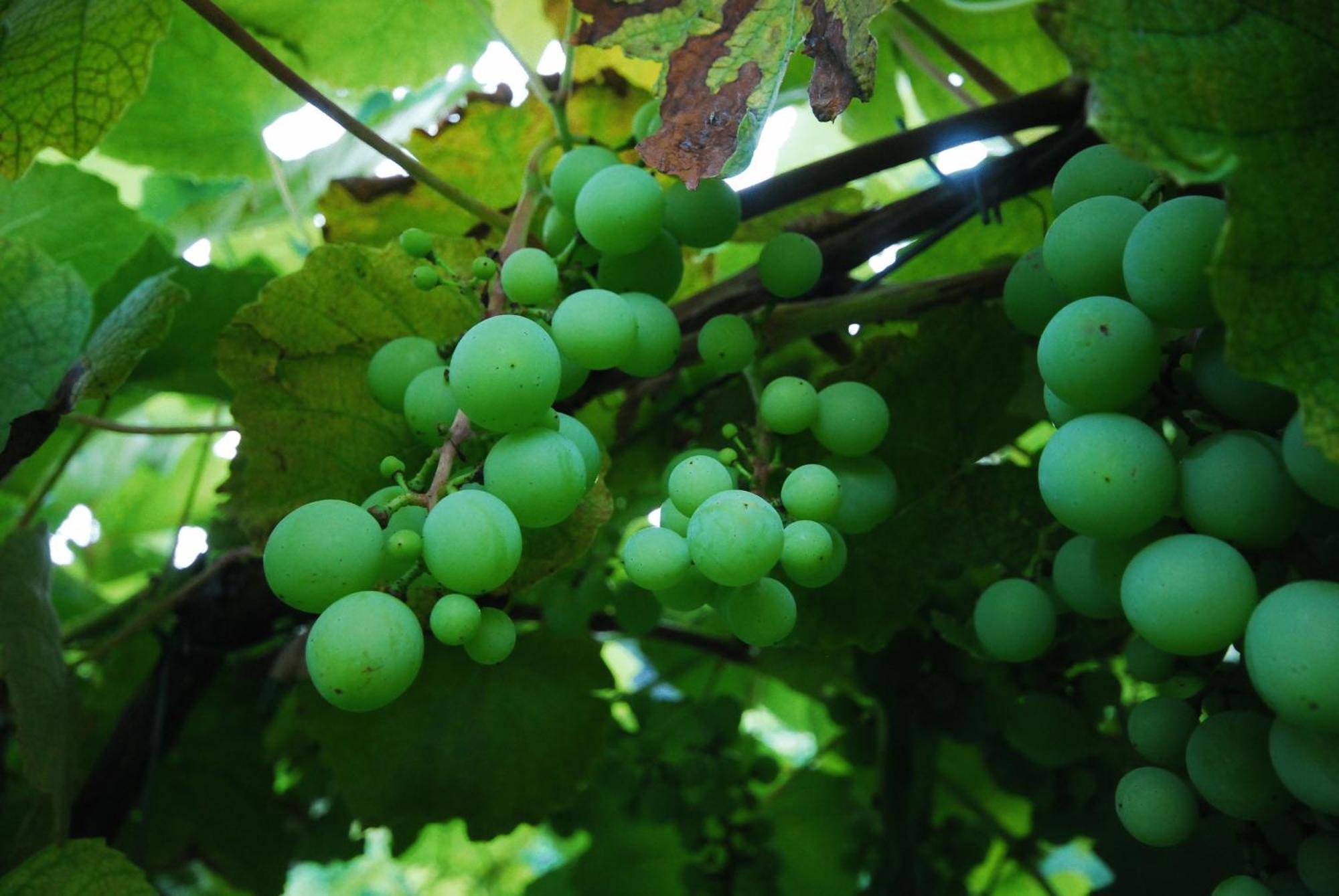 Agriturismo Al Marnich Schignano Kültér fotó